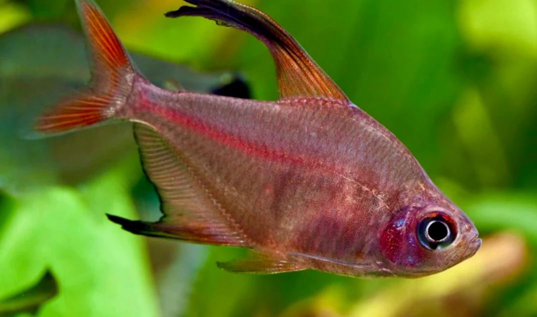 Tetra